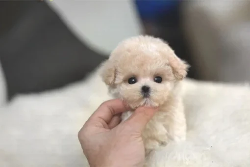 Adorable poodle pups