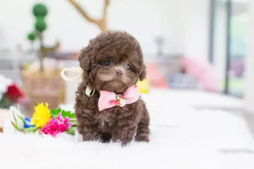 Fluffy poodle puppies