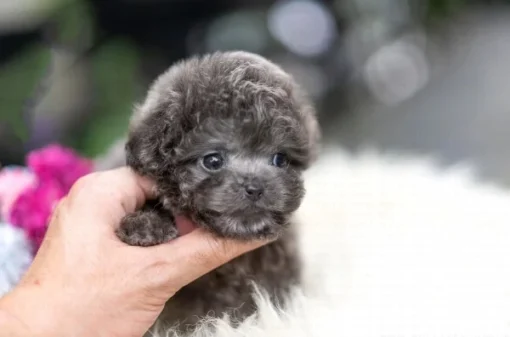 Toy poodle puppies