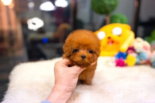 Miniature poodle puppies