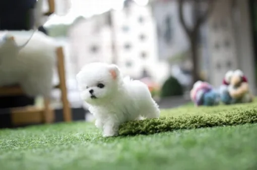 Hypoallergenic poodle puppies