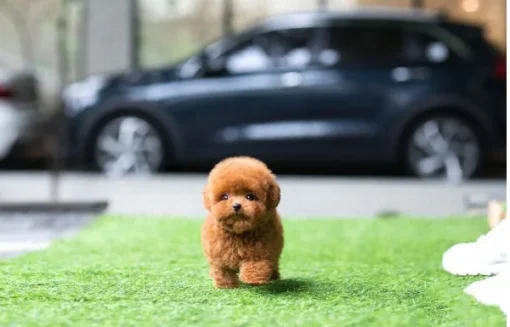 Cute poodle puppies for sale