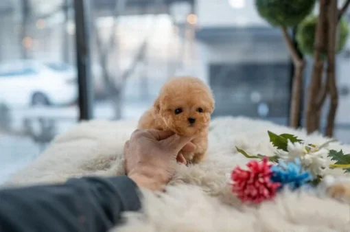 Teacup poodle puppies